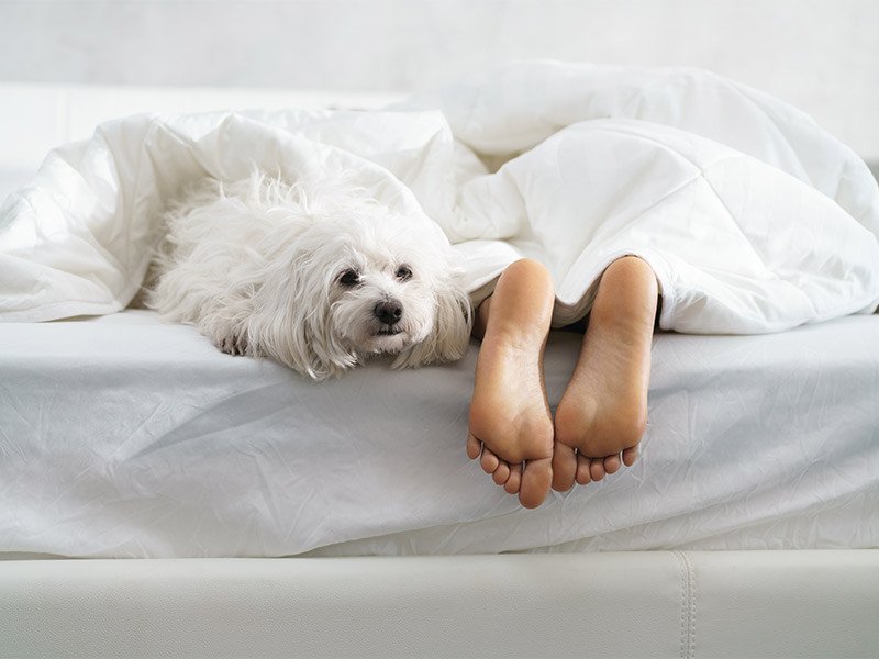 Life Extension, person sleeping with only feet outside the bed with white sheets and a white small dog next to the legs